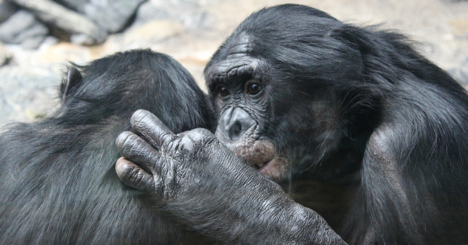 2 bonobos primates, image by mmcclain90 from Pixabay