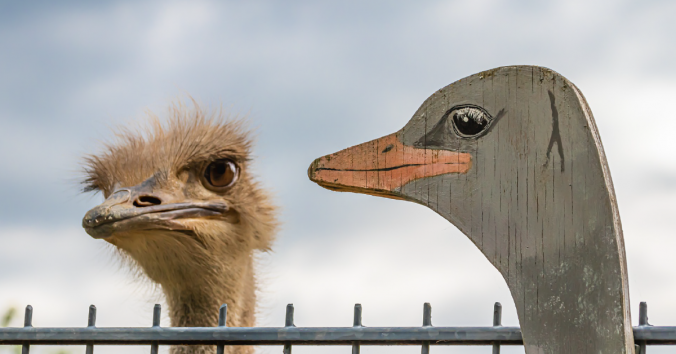 One real and one fake ostrich. Photo by analogicus on Pixabay.