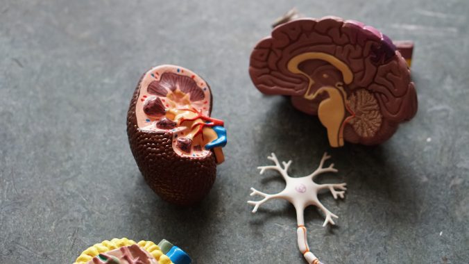 Brain and neuron, photo by Robina Weermeijer, Unsplash